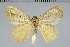  (Nesara lasthenia - BC-GD0902)  @11 [ ] Creative Common (2024) Guy Durand Research Collection of Guy Durand