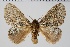 ( - BC-MNHN-LEP 00428)  @11 [ ] Copyright (2019) Guy Durand MNHN Collection Philippe COLLET