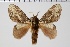  ( - BC-MNHN-LEP 00429)  @11 [ ] Copyright (2019) Guy Durand MNHN Collection Philippe COLLET
