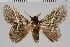  ( - BC-MNHN-LEP 00434)  @11 [ ] Copyright (2019) Guy Durand MNHN Collection Philippe COLLET