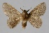  ( - BC-MNHN-LEP 00434)  @11 [ ] Copyright (2019) Guy Durand MNHN Collection Philippe COLLET