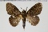  ( - BC-MNHN-LEP 00436)  @11 [ ] Copyright (2019) Guy Durand MNHN Collection Philippe COLLET
