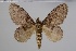  ( - BC-MNHN-LEP 00437)  @11 [ ] Copyright (2019) Guy Durand MNHN Collection Philippe COLLET