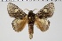  ( - BC-MNHN-LEP 00442)  @11 [ ] Copyright (2019) Guy Durand MNHN Collection Philippe COLLET