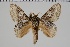  ( - BC-MNHN-LEP 00444)  @11 [ ] Copyright (2019) Guy Durand MNHN Collection Philippe COLLET