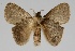  ( - BC-MNHN-LEP 00454)  @11 [ ] Copyright (2019) Guy Durand MNHN Collection Philippe COLLET