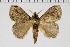  ( - BC-MNHN-LEP 00461)  @11 [ ] Copyright (2019) Guy Durand MNHN Collection Philippe COLLET