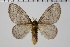  ( - BC-MNHN-LEP 00465)  @11 [ ] Copyright (2019) Guy Durand MNHN Collection Philippe COLLET