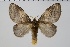  ( - BC-MNHN-LEP 00466)  @11 [ ] Copyright (2019) Guy Durand MNHN Collection Philippe COLLET