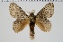  ( - BC-MNHN-LEP 00473)  @11 [ ] Copyright (2019) Guy Durand MNHN Collection Philippe COLLET