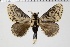  ( - BC-MNHN-LEP 00478)  @11 [ ] Copyright (2019) Guy Durand MNHN Collection Philippe COLLET
