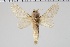  ( - BC-MNHN-LEP 00479)  @11 [ ] Copyright (2019) Guy Durand MNHN Collection Philippe COLLET