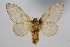  ( - BC-MNHN-LEP 00480)  @11 [ ] Copyright (2019) Guy Durand MNHN Collection Philippe COLLET