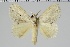  (Nesara sp. GD_FG308 - BC-MNHN-LEP 00488)  @11 [ ] Copyright (2019) Guy Durand MNHN Collection Philippe COLLET