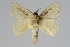  (Nesara sp. GD_FG310 - BC-MNHN-LEP 00489)  @11 [ ] Copyright (2019) Guy Durand MNHN Collection Philippe COLLET