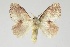  (Nesara filamentosa - BC-MNHN-LEP 00492)  @11 [ ] Copyright (2019) Guy Durand MNHN Collection Philippe COLLET