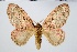  ( - BC-MNHN-LEP 00498)  @11 [ ] Copyright (2019) Guy Durand MNHN Collection Philippe COLLET