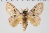  ( - BC-MNHN-LEP 00499)  @11 [ ] Copyright (2019) Guy Durand MNHN Collection Philippe COLLET