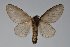  (Macromphalia deficiens - GD-GF0170)  @11 [ ] Copyright (2020) Guy Durand Research Collection of Guy Durand