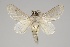  (Artace sp. PE138 - GD-GF0174)  @11 [ ] Copyright (2020) Guy Durand Research Collection of Guy Durand