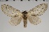  (Artace sp. PE139 - GD-GF0176)  @11 [ ] Copyright (2020) Guy Durand Research Collection of Guy Durand