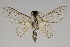  (Artace sp. PE142 - GD-GF0181)  @11 [ ] Copyright (2020) Guy Durand Research Collection of Guy Durand