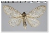  (Artace sp. PE143 - GD-GF0182)  @11 [ ] Copyright (2020) Guy Durand Research Collection of Guy Durand