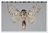  (Artace sp. CO24 - GD-GF0325)  @11 [ ] Copyright (2020) Guy Durand Research Collection of Guy Durand