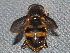  ( - BIOUG28571-A01)  @11 [ ] CreativeCommons - Attribution (2016) Libby Avis Centre for Biodiversity Genomics