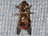  ( - BIOUG28571-A02)  @11 [ ] CreativeCommons - Attribution (2016) Libby Avis Centre for Biodiversity Genomics