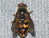  ( - BIOUG28571-A02)  @11 [ ] CreativeCommons - Attribution (2016) Libby Avis Centre for Biodiversity Genomics