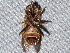  ( - BIOUG28571-A03)  @11 [ ] CreativeCommons - Attribution (2016) Libby Avis Centre for Biodiversity Genomics