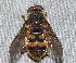  ( - BIOUG28571-A03)  @11 [ ] CreativeCommons - Attribution (2016) Libby Avis Centre for Biodiversity Genomics