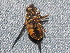  ( - BIOUG28571-A04)  @11 [ ] CreativeCommons - Attribution (2016) Libby Avis Centre for Biodiversity Genomics