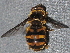  ( - BIOUG28571-A04)  @11 [ ] CreativeCommons - Attribution (2016) Libby Avis Centre for Biodiversity Genomics
