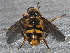  ( - BIOUG28571-A05)  @11 [ ] CreativeCommons - Attribution (2016) Libby Avis Centre for Biodiversity Genomics
