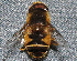 ( - BIOUG28571-B03)  @12 [ ] CreativeCommons - Attribution (2016) Libby Avis Centre for Biodiversity Genomics