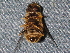  ( - BIOUG28571-B03)  @12 [ ] CreativeCommons - Attribution (2016) Libby Avis Centre for Biodiversity Genomics