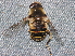  ( - BIOUG28571-B04)  @12 [ ] CreativeCommons - Attribution (2016) Libby Avis Centre for Biodiversity Genomics