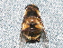  ( - BIOUG28571-B06)  @13 [ ] CreativeCommons - Attribution (2016) Libby Avis Centre for Biodiversity Genomics