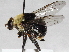  (Hadromyia grandis - BIOUG28571-C03)  @14 [ ] CreativeCommons - Attribution (2016) Libby Avis Centre for Biodiversity Genomics