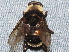  ( - BIOUG28571-C04)  @13 [ ] CreativeCommons - Attribution (2016) Libby Avis Centre for Biodiversity Genomics
