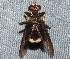  ( - BIOUG28571-C04)  @13 [ ] CreativeCommons - Attribution (2016) Libby Avis Centre for Biodiversity Genomics