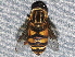  ( - BIOUG28571-C07)  @13 [ ] CreativeCommons - Attribution (2016) Libby Avis Centre for Biodiversity Genomics
