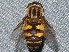 ( - BIOUG28571-C09)  @13 [ ] CreativeCommons - Attribution (2016) Libby Avis Centre for Biodiversity Genomics