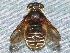  ( - BIOUG28571-D11)  @13 [ ] CreativeCommons - Attribution (2016) Libby Avis Centre for Biodiversity Genomics