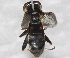  ( - BIOUG28571-F06)  @12 [ ] CreativeCommons - Attribution (2016) Libby Avis Centre for Biodiversity Genomics