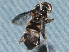  ( - BIOUG28571-F12)  @12 [ ] CreativeCommons - Attribution (2016) Libby Avis Centre for Biodiversity Genomics