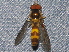  ( - BIOUG28571-G01)  @13 [ ] CreativeCommons - Attribution (2016) Libby Avis Centre for Biodiversity Genomics