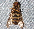  ( - BIOUG28571-H02)  @12 [ ] CreativeCommons - Attribution (2016) Libby Avis Centre for Biodiversity Genomics